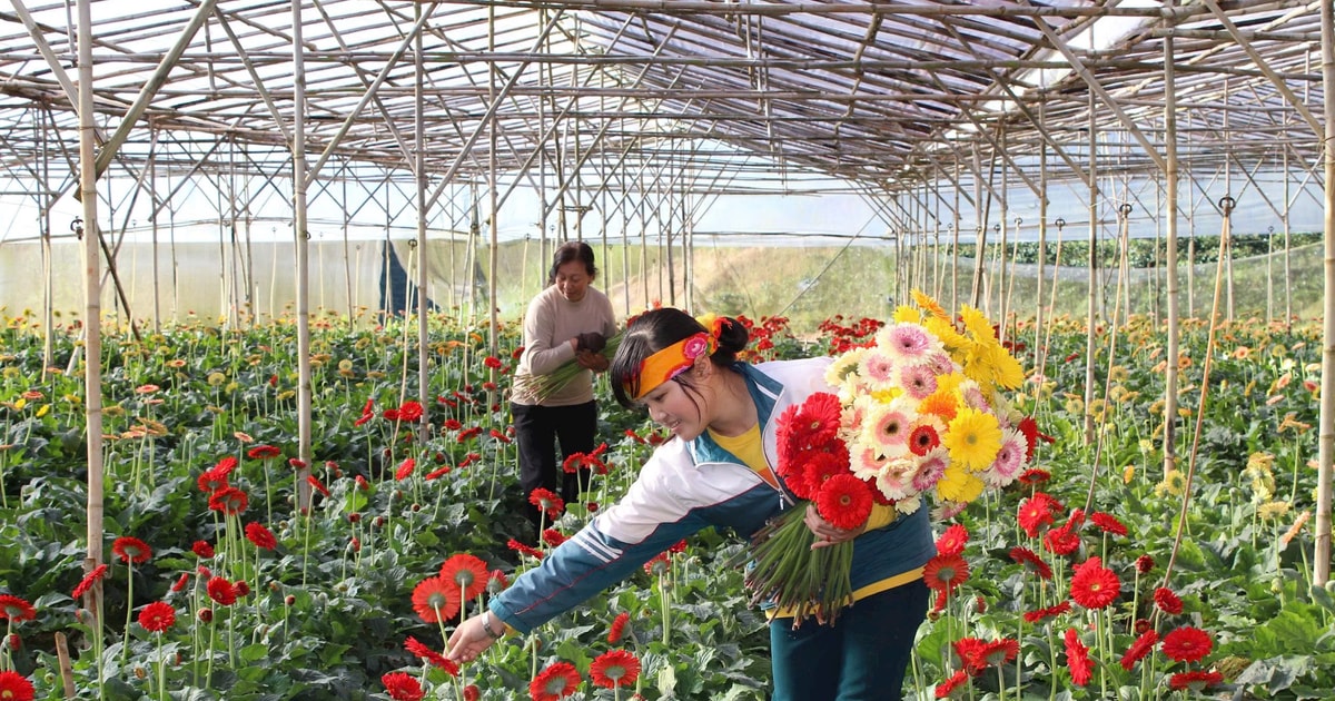 Kỳ vọng “thủ phủ hoa” vươn mình khẳng định vị thế