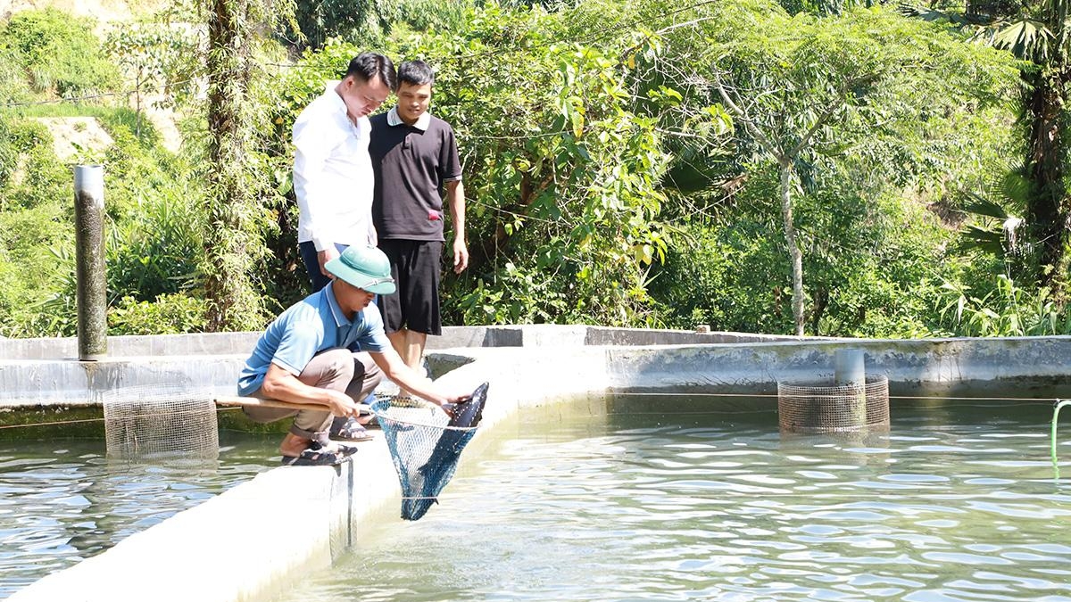 Tuyên Quang: Cá tầm “ngược núi” Cao Bồ