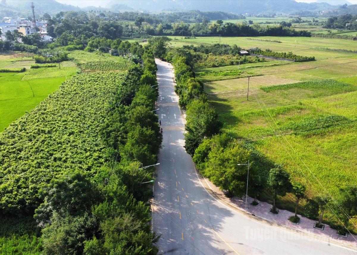 Tuyên Quang: Rặng duối cổ thụ ở Tân Trào