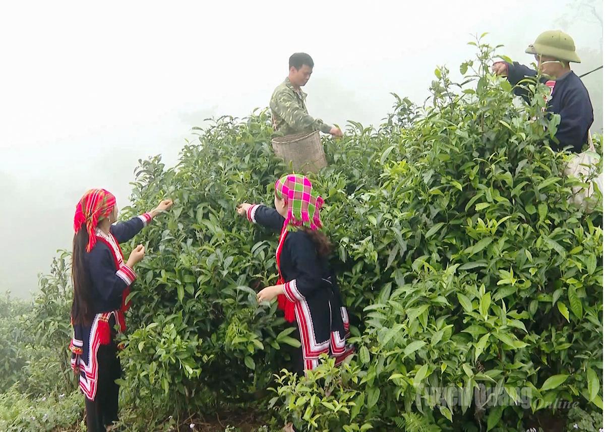 Tuyên Quang: Ngát hương chè Shan tuyết Cao Bồ