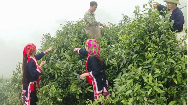 Tuyên Quang: Ngát hương chè Shan tuyết Cao Bồ