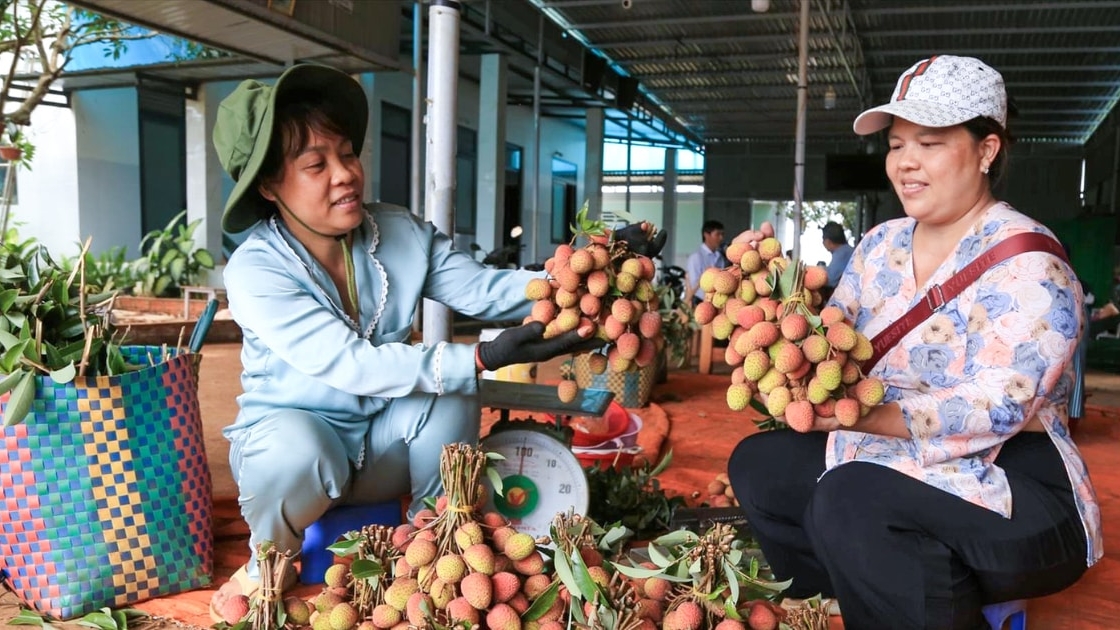 Lâm Đồng: Nông dân xã Trường Xuân hướng đến xuất khẩu vải thiều