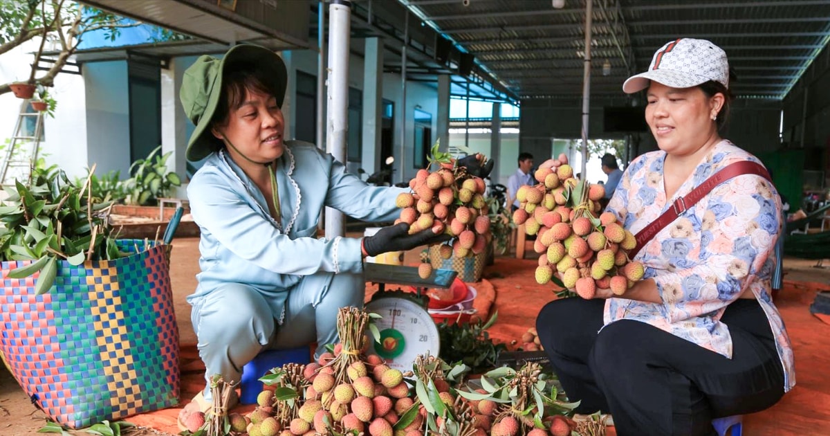 Nông dân xã Trường Xuân hướng đến xuất khẩu vải thiều