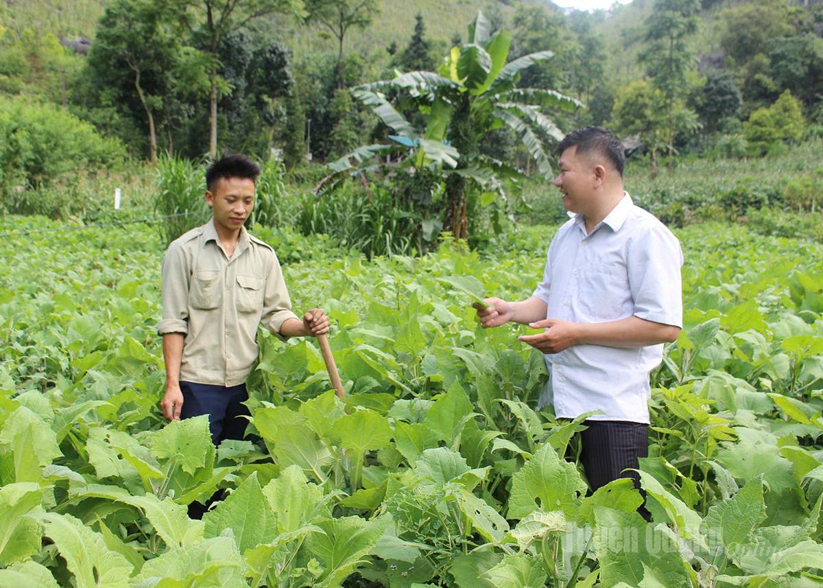 Tuyên Quang: Chuyển đổi cây trồng, nâng cao thu nhập