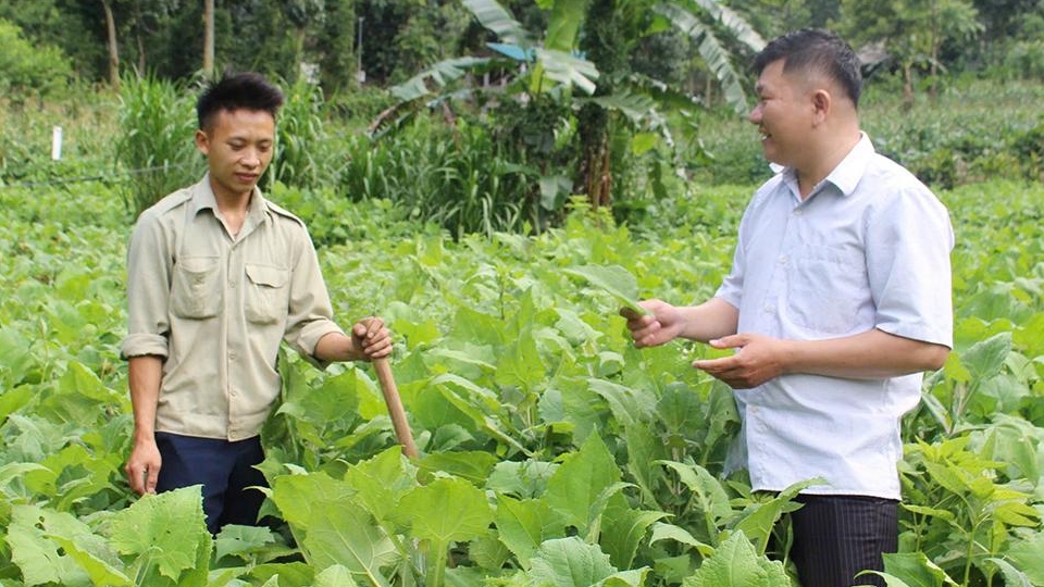 Tuyên Quang: Chuyển đổi cây trồng, nâng cao thu nhập
