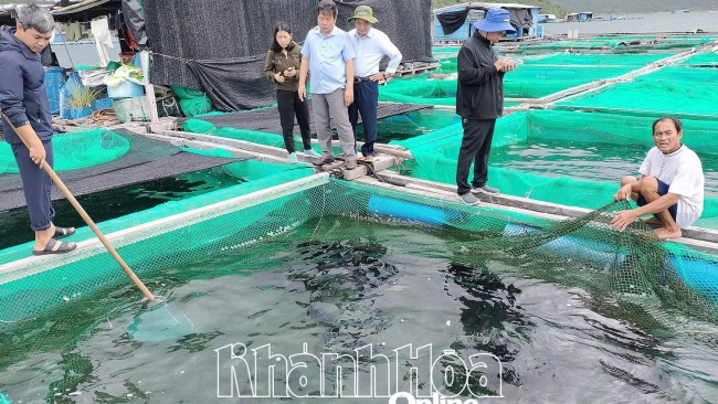 Khánh Hòa: Tiềm năng nuôi cá tai bồ