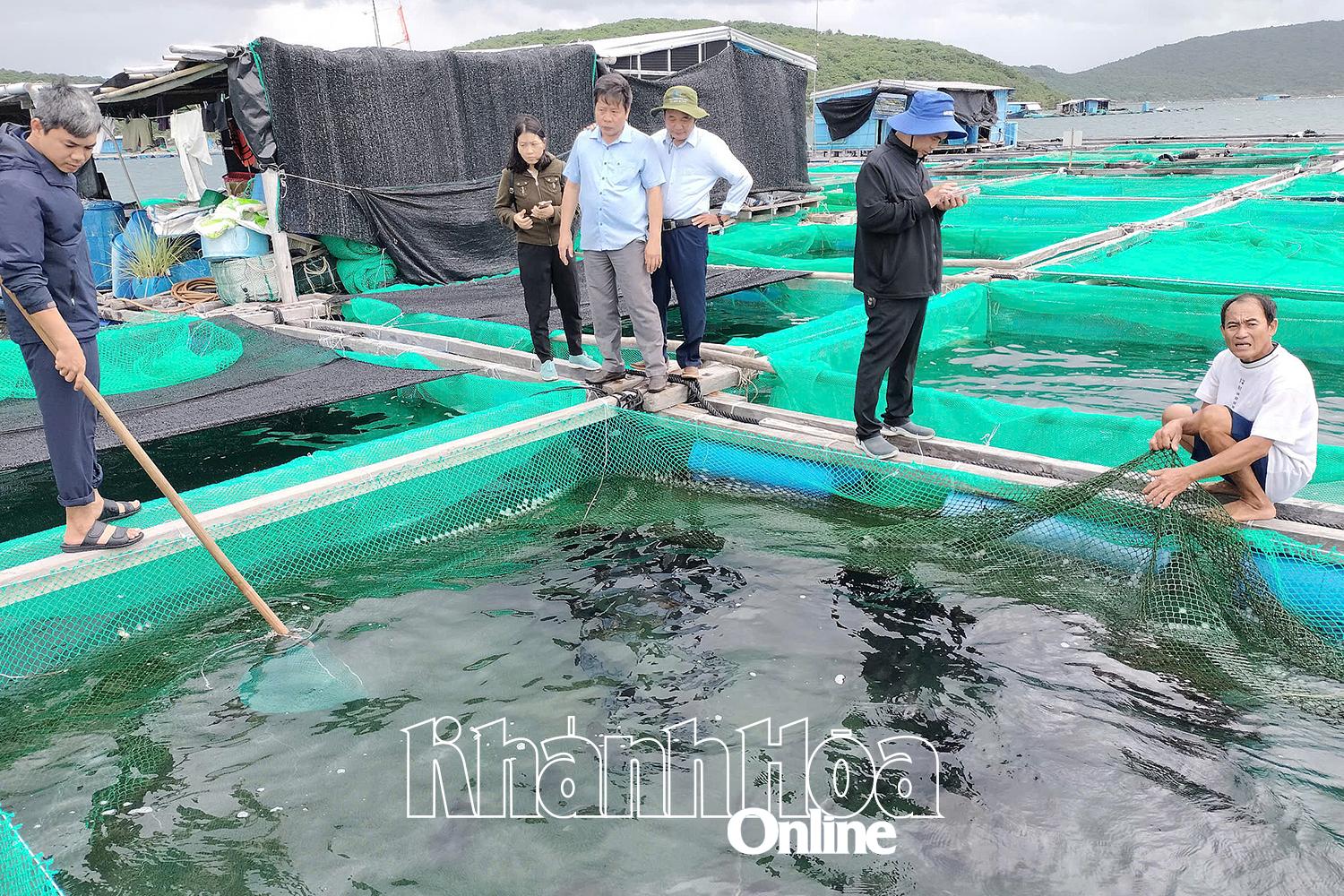 Khánh Hòa: Tiềm năng nuôi cá tai bồ