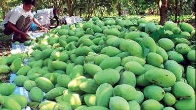 Cần Thơ: Tập trung xây dựng vùng trồng cây ăn trái đặc trưng và có thương hiệu