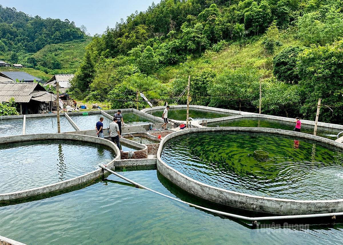 Trang trại nuôi cá tầm của anh Đặng Văn Thắng,   thôn Tham Vè.