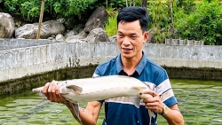 Tuyên Quang: Cá tầm Tây Côn Lĩnh