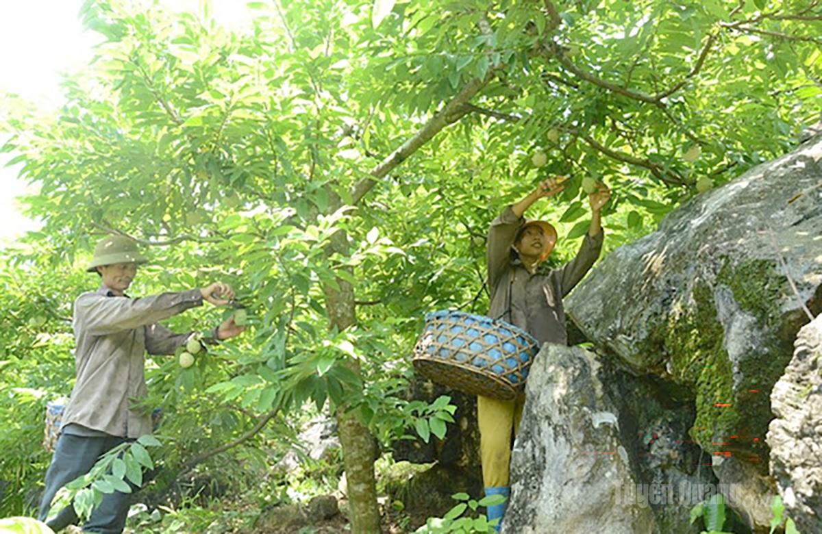 Nông dân xã Lực Hành thu hoạch na.