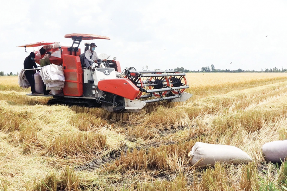 Cần Thơ: Nông dân vui vì giá lúa hè thu tăng so với năm trước