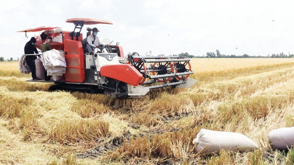 Cần Thơ: Nông dân vui vì giá lúa hè thu tăng so với năm trước