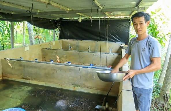 Cần Thơ: Anh Võ Hoàng Nam thành công với mô hình sản xuất lươn giống