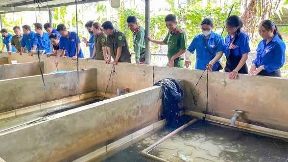 Cần Thơ: Anh Võ Hoàng Nam thành công với mô hình sản xuất lươn giống