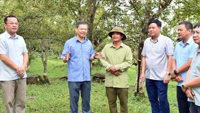 Tuyên Quang: Chủ tịch HĐND tỉnh Nguyễn Văn Sơn khảo sát các mô hình chè tại xã Hồng Thái