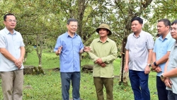 Tuyên Quang: Chủ tịch HĐND tỉnh Nguyễn Văn Sơn khảo sát các mô hình chè tại xã Hồng Thái