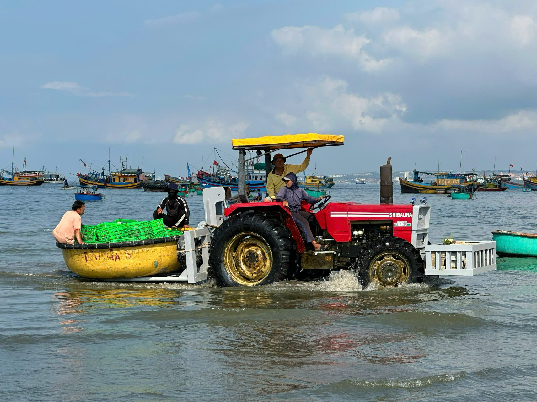 Ngư dân Lâm Đồng no ấm mùa cá nam