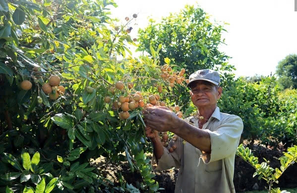Cần Thơ: Nhãn Long Phụng Châu “bén rễ” trên vùng đất cồn