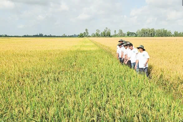 Cần Thơ: Liên kết trồng lúa chất lượng cao, phát thải thấp