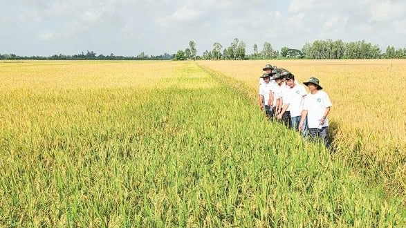 Cần Thơ: Liên kết trồng lúa chất lượng cao, phát thải thấp