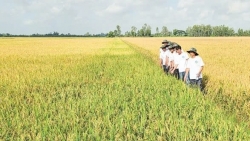 Cần Thơ: Liên kết trồng lúa chất lượng cao, phát thải thấp