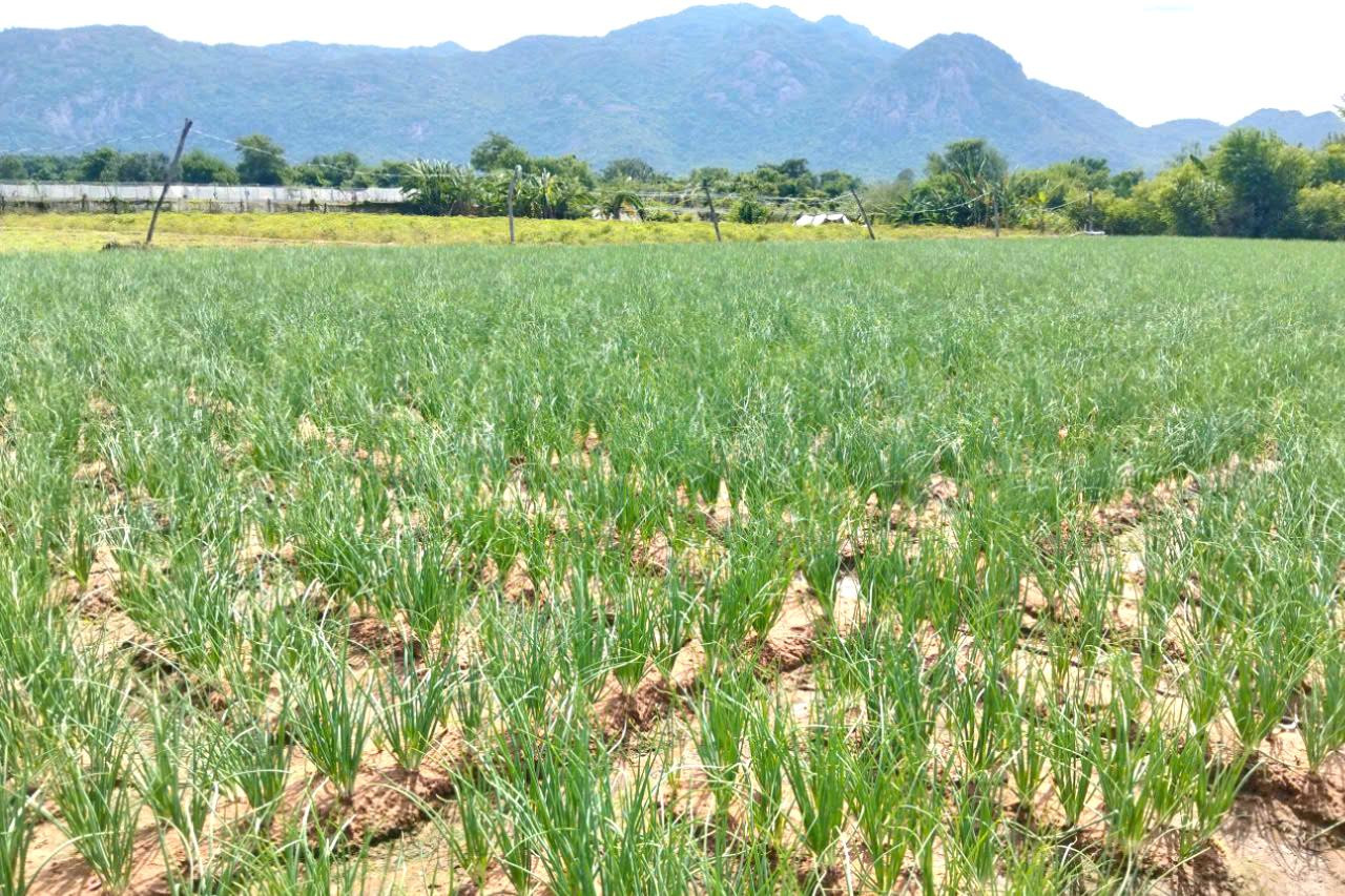 Hành tím “thơm” vùng nắng gió Đông Nam Lâm Đồng