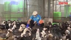 Cần Thơ: Bức tranh “Nông thôn mới vươn mình”