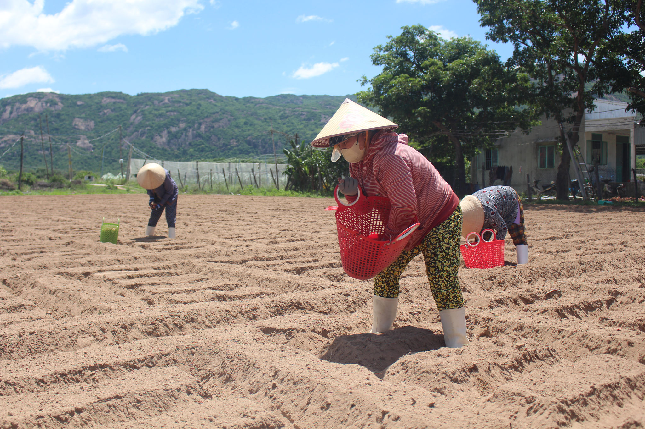 Hành tím “thơm” vùng nắng gió Đông Nam Lâm Đồng