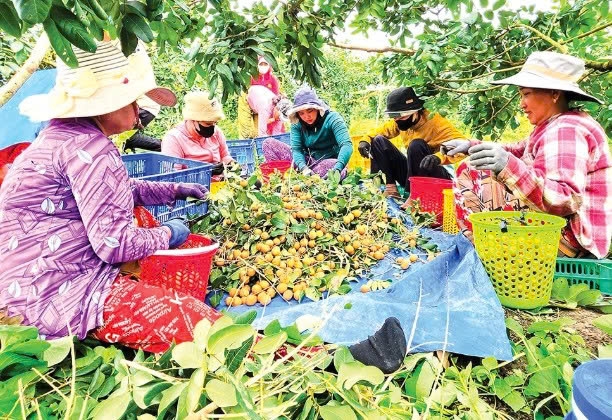 Cần Thơ: Liên kết trồng thanh nhãn xuất khẩu