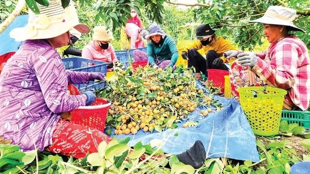 Cần Thơ: Liên kết trồng thanh nhãn xuất khẩu