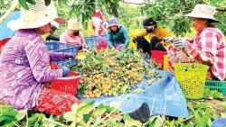 Cần Thơ: Liên kết trồng thanh nhãn xuất khẩu