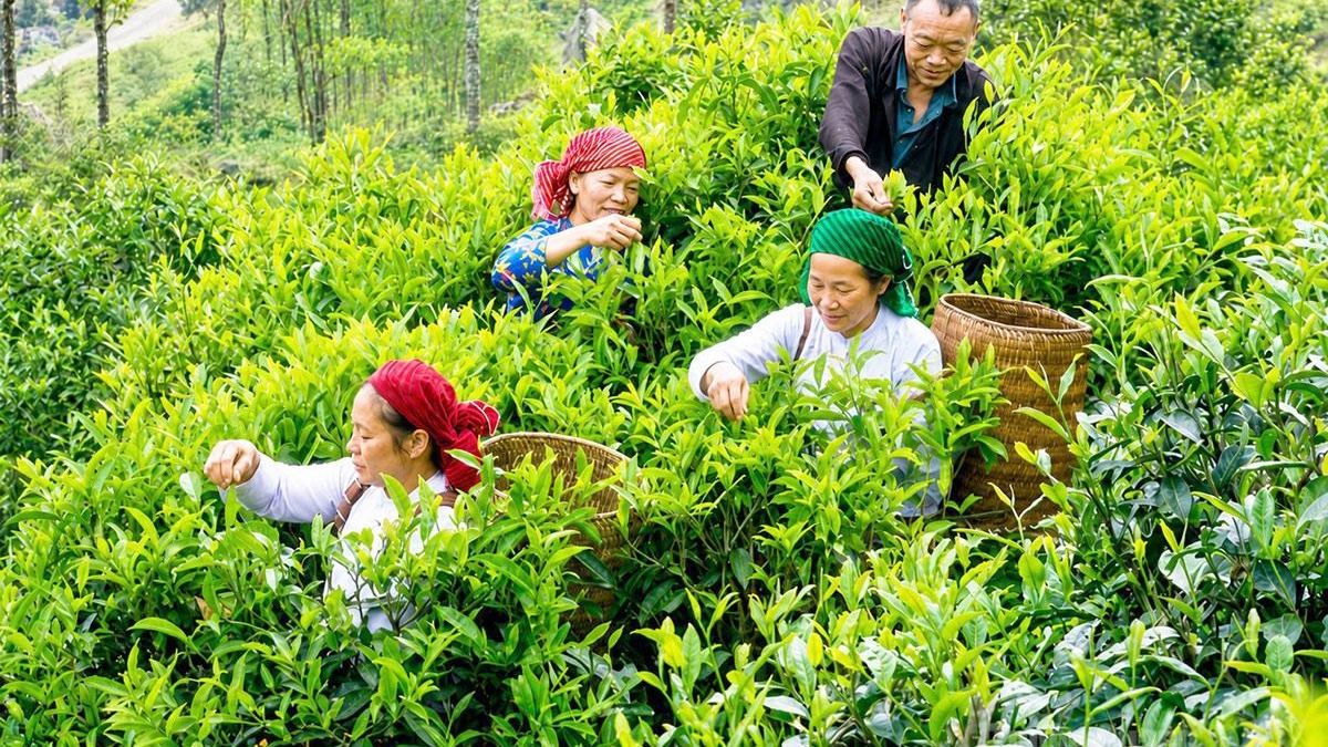 Tuyên Quang: Bảo tồn chè cổ Lũng Phìn