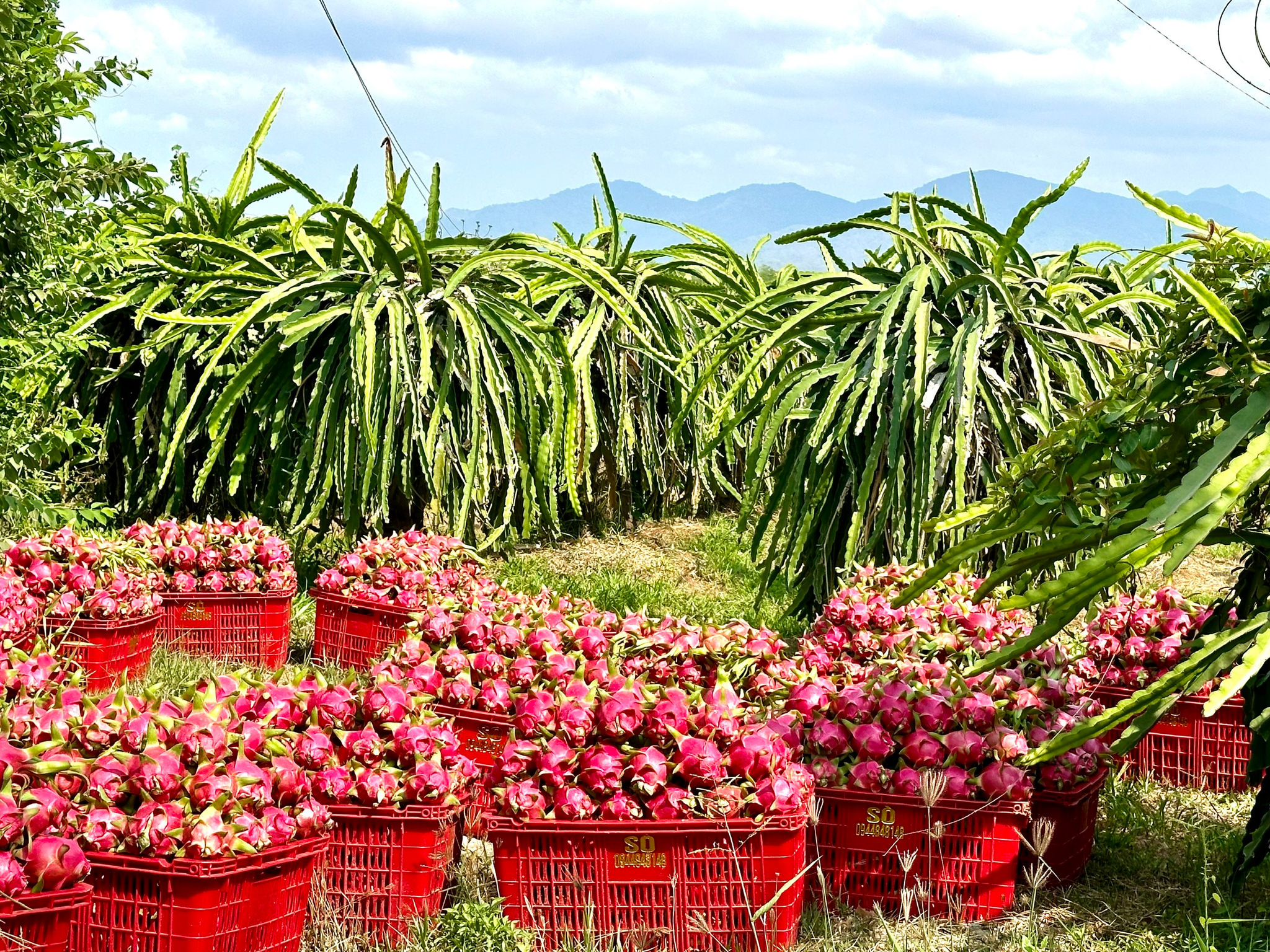 Lâm Đồng: Chủ động rải vụ, giảm rủi ro cho thanh long