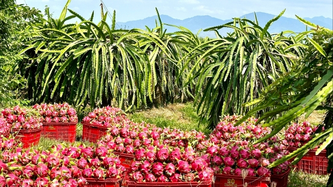 Lâm Đồng: Chủ động rải vụ, giảm rủi ro cho thanh long