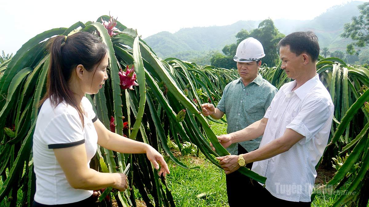 Người dân thôn Đồng Hương, xã Đồng Yên phát triển cây thanh long ruột đỏ, thu nhập trên 200 triệu đồng/ha.