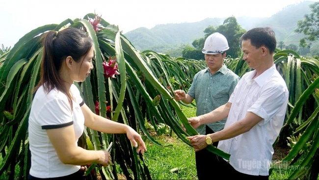 Tuyên Quang: Phát triển kinh tế hộ ở Đồng Yên