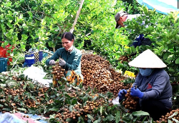 Cần Thơ: Số hóa vùng trồng, đổi mới tư duy sản xuất