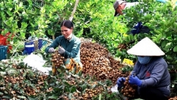 Cần Thơ: Số hóa vùng trồng, đổi mới tư duy sản xuất