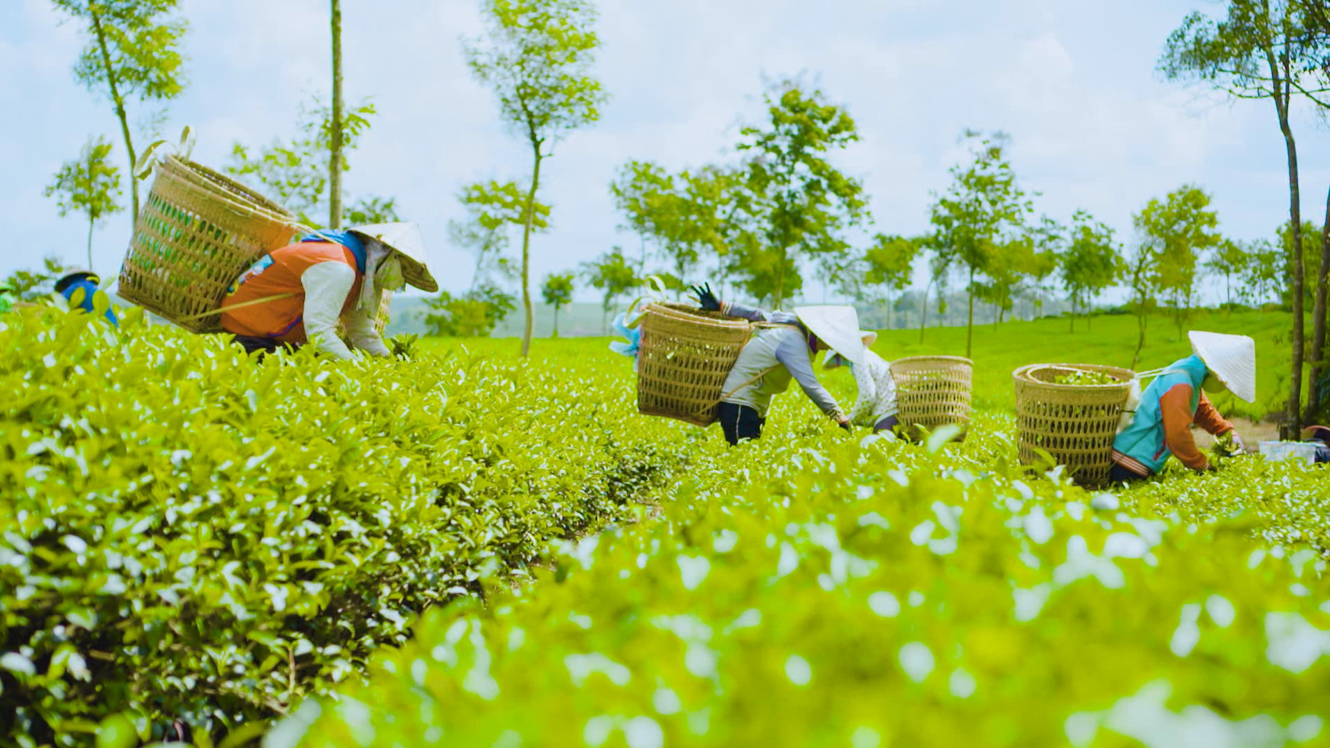 Lâm Đồng: Hồi sinh làng nghề thủ công trà hương B"Lao