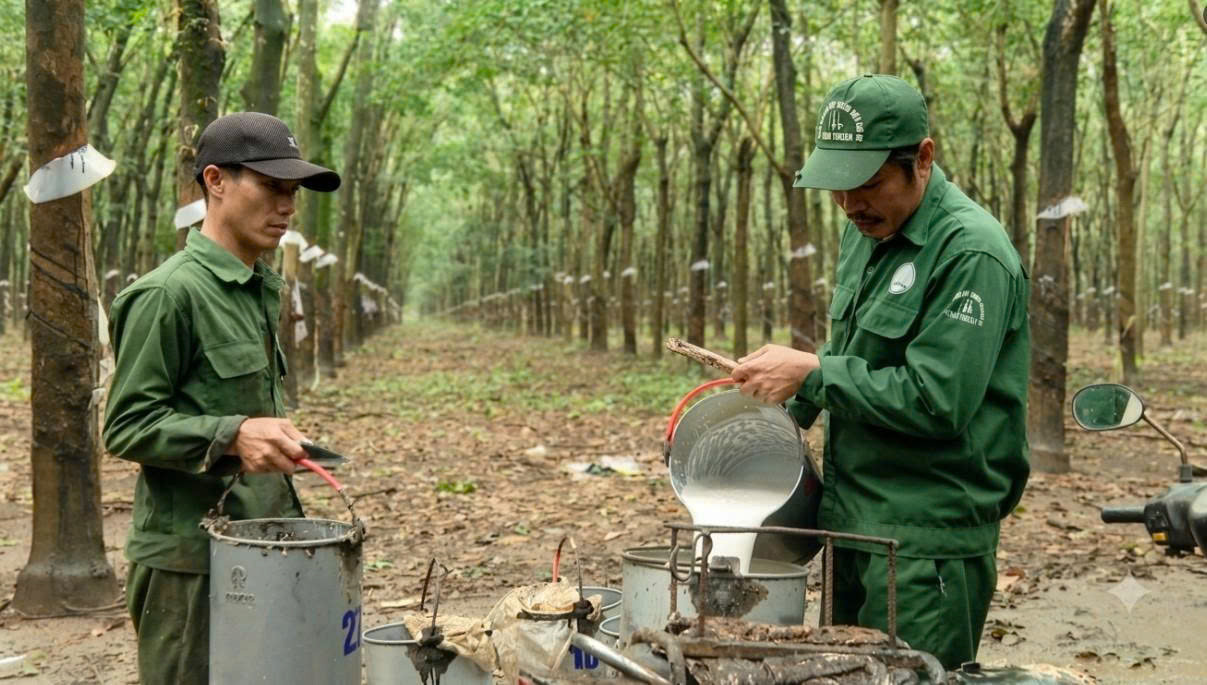 “Vàng trắng” tạo sức bật đưa kinh tế Đông Nam Lâm Đồng khởi sắc