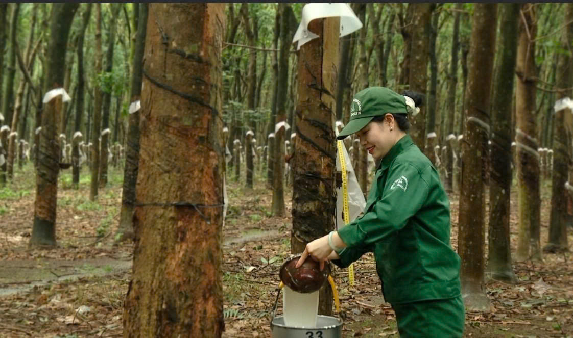 “Vàng trắng” tạo sức bật đưa kinh tế Đông Nam Lâm Đồng khởi sắc