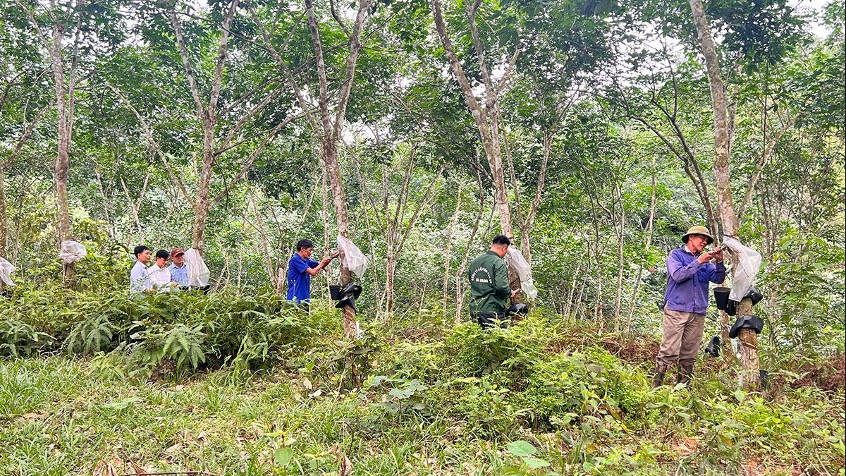 Tuyên Quang: Tạo thu nhập ổn định từ rừng