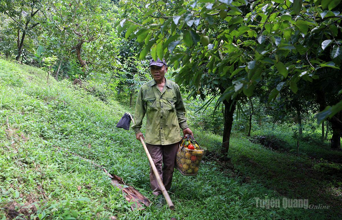 Tuyên Quang: Mùa hồng Tràng Đà
