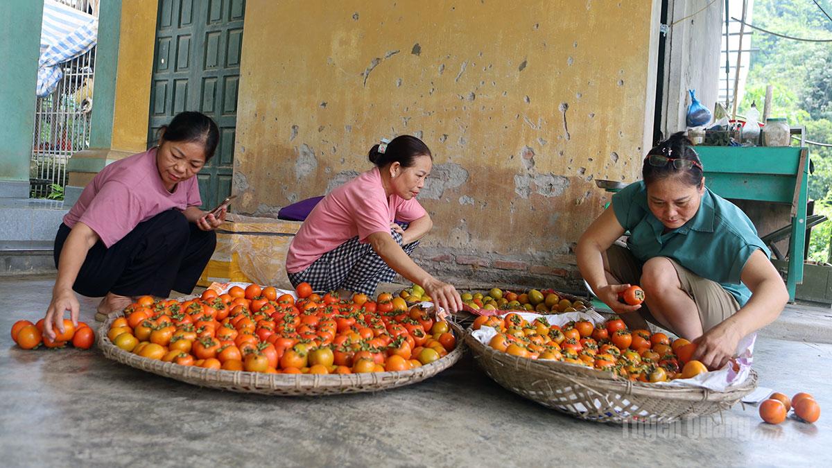 Tuyên Quang: Mùa hồng Tràng Đà
