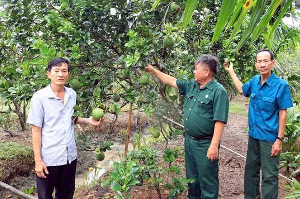 Cần Thơ: Chuyển sang trồng bưởi da xanh, lão nông bỏ túi hàng trăm triệu mỗi năm