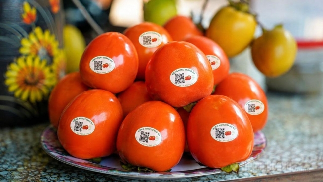 Tuyên Quang: Mùa hồng Tràng Đà