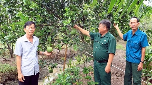 Cần Thơ: Chuyển sang trồng bưởi da xanh, lão nông bỏ túi hàng trăm triệu mỗi năm