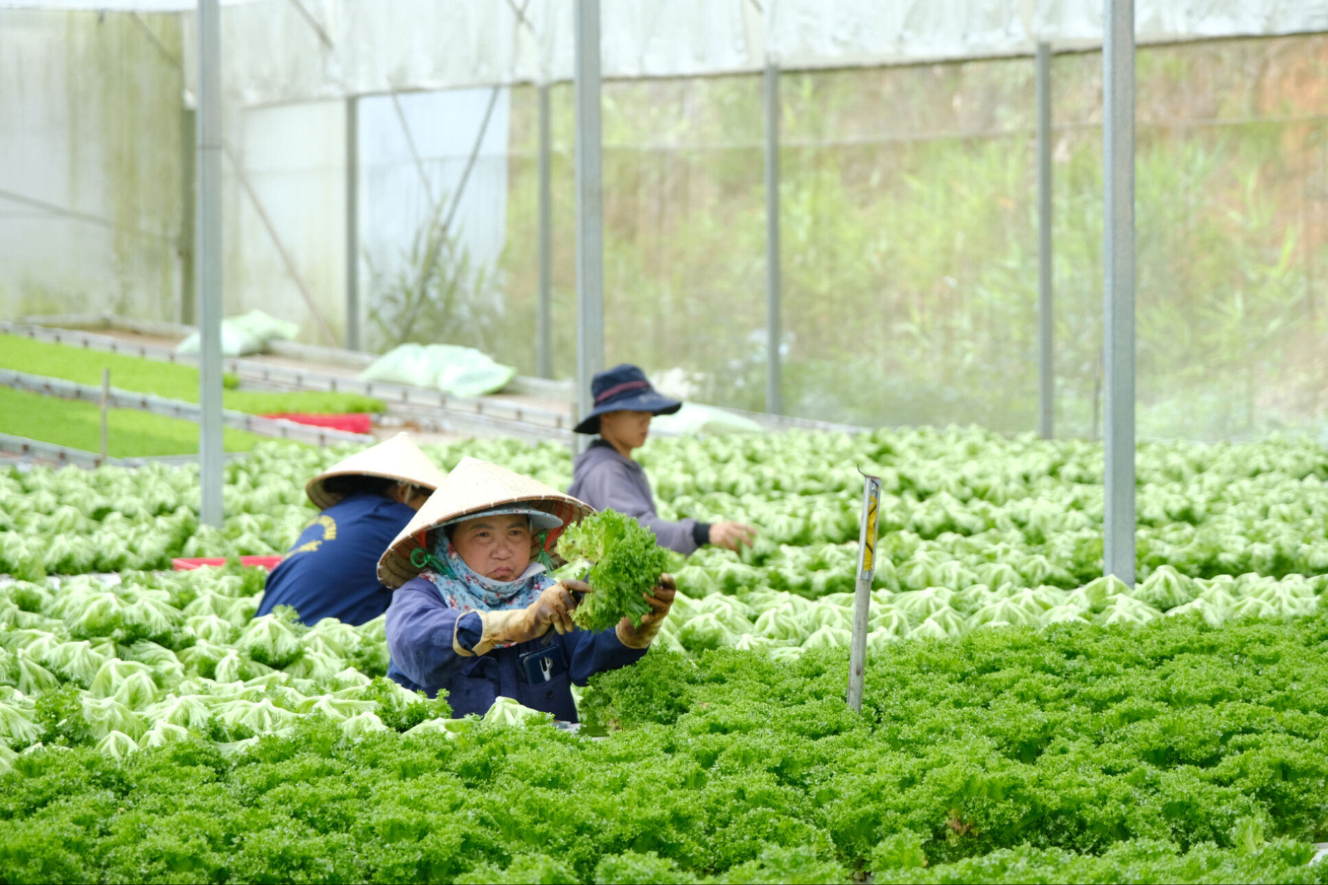Lâm Đồng tìm "chìa khóa" tối ưu hóa nguồn thu từ xuất khẩu nông sản chủ lực
