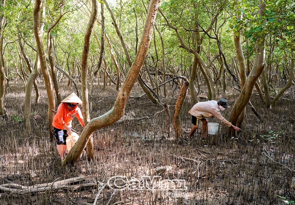 Cà Mau: Bắt ốc len ở rừng phòng hộ